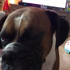 Meet your Posher, Roger